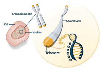 What are Telomeres?